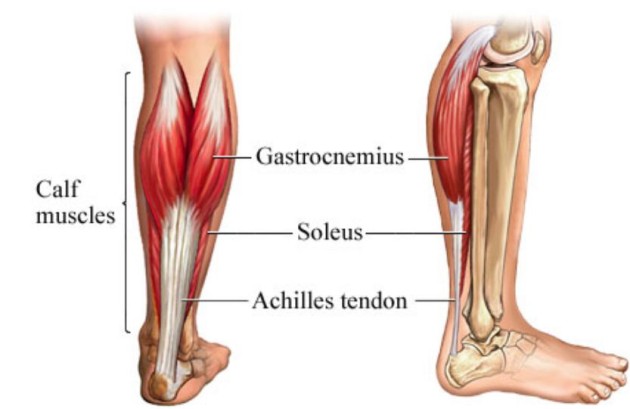 Achilles-tendon